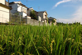 Рисовое поле на севере Хигасиямы