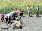 Местные жители убирают картошку у Кагбени
