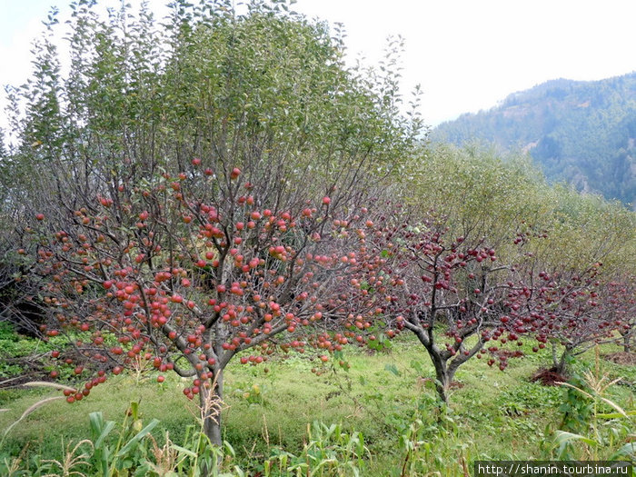 Яблоневый сад Зона Дхавалагири, Непал