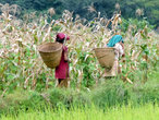 Женщины с корзинами на рисовом поле