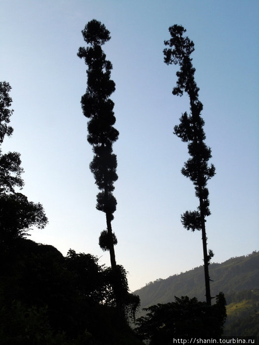 Сорняки Зона Дхавалагири, Непал