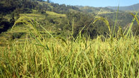 Рисовое поле