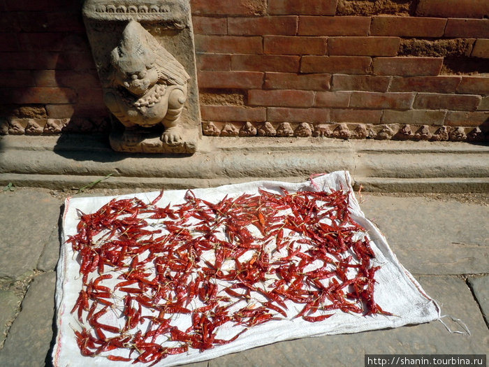 Сушится красный перец Чангу-Нароян, Непал