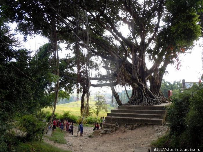 Священное дерево под холмом, на котором стоит храм Чангу Нараян Чангу-Нароян, Непал