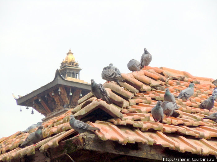 Голуби на крыше Патан (Лалитпур), Непал