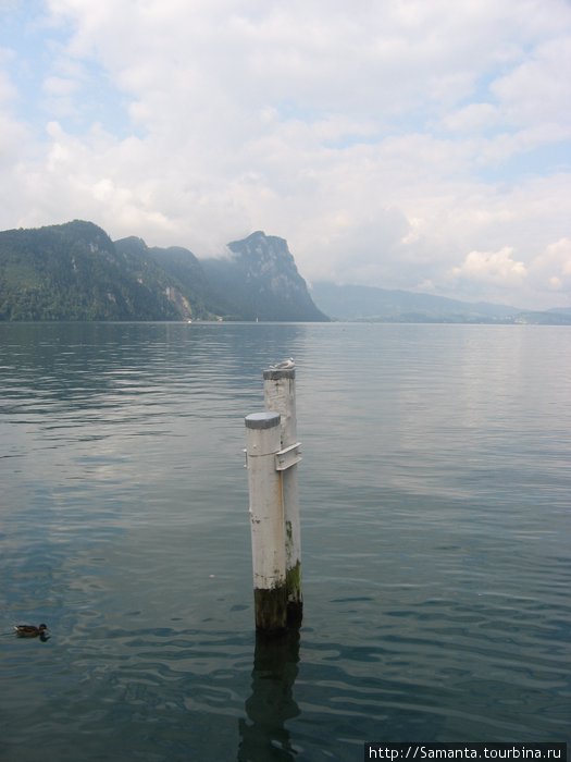 Чайка потрясает свои спокойствием Витцнау, Швейцария