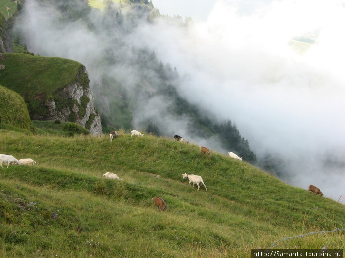 Высокогорные козы Витцнау, Швейцария