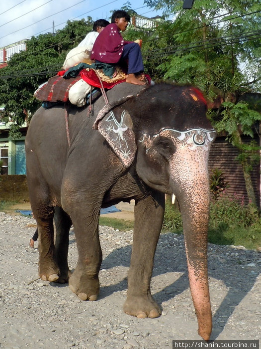 Слон на деревенской улице Зона Нараяни, Непал