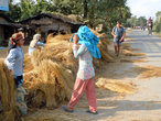 Рисовые снопы на деревенской улице