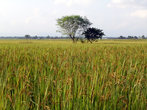 Дерево на рисовом поле