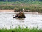Слон в реке Рапти