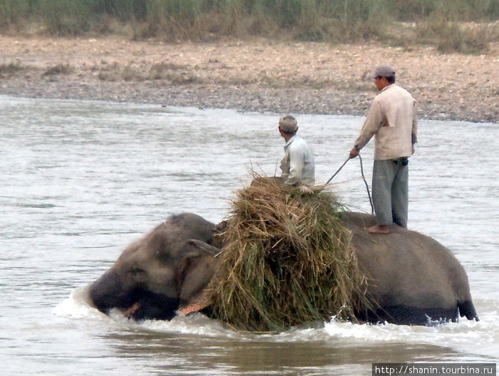 Слон в реке Рапти Зона Нараяни, Непал