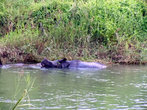 Носорог в реке