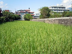 Рисовое поле в Покхаре