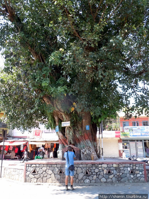 Священное дерево в центре туристического района Лейксайд в Покхаре Покхара, Непал
