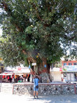 Священное дерево в центре туристического района Лейксайд в Покхаре