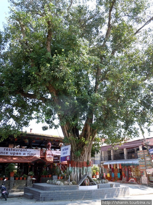 Священное дерево Покхара, Непал