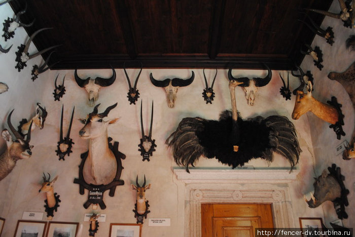 Фантастический африканский зал с трофеями телчских князей Телч, Чехия