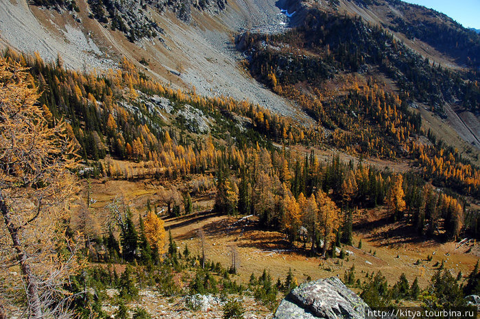 Золотые лиственницы в американских горах Ливенворт, CША