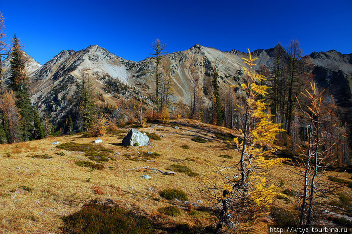 Золотые лиственницы в американских горах