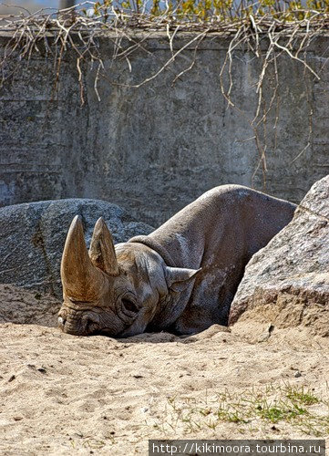 носорог Таллин, Эстония