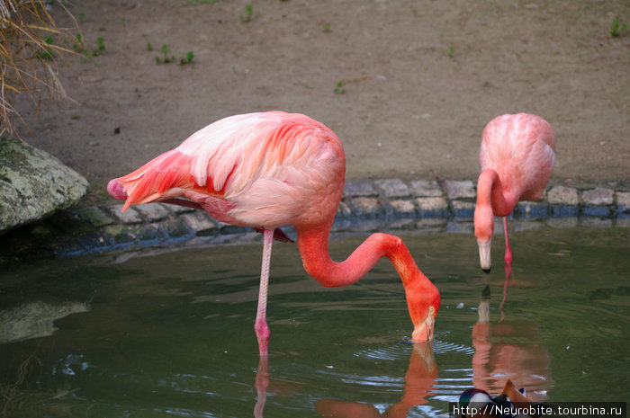 Парк Луизы в Манхайме и розовые фламинго... Мангейм, Германия