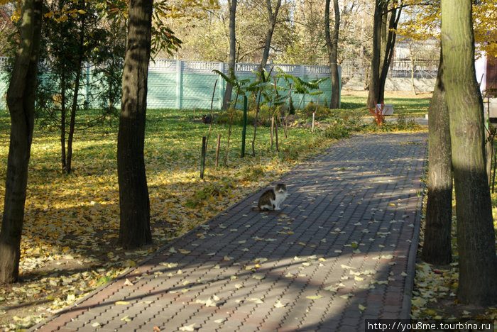 кошка на дорожке Брест, Беларусь
