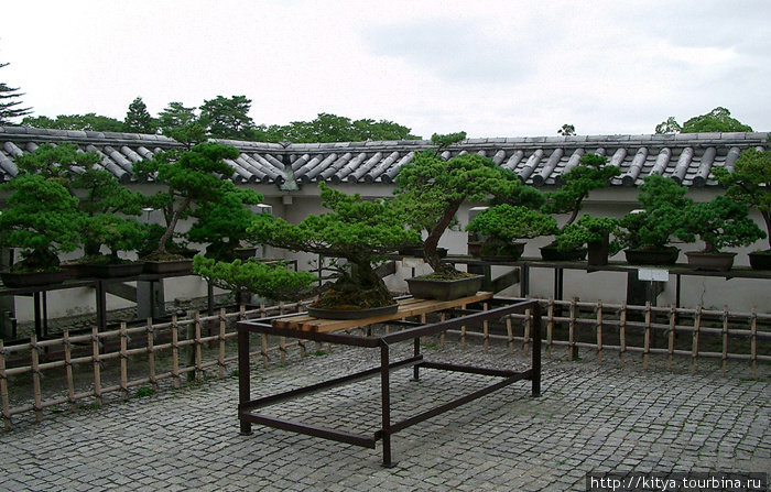 Выставка бонсаев в одном из двориков Айзувакамацу, Япония
