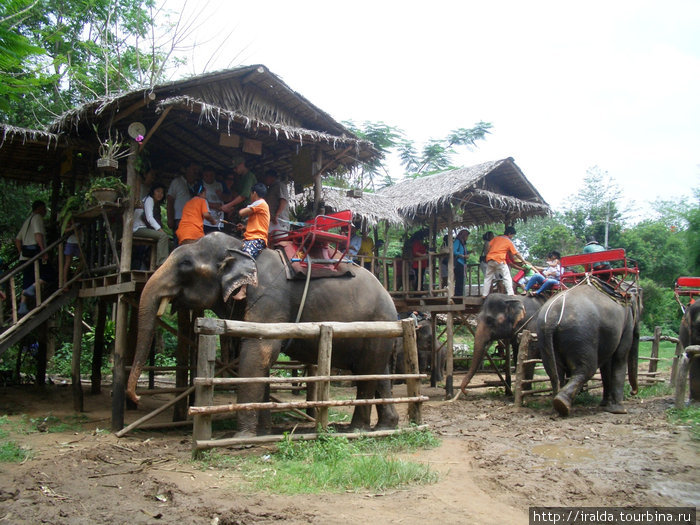Очень увлекательная поездка в слоновью деревню, где в почти естественных условиях живут и работают около 40 слонов. Один из этих слонов был нашим спутником по джунглям, а вернее мы его спутники. Таиланд
