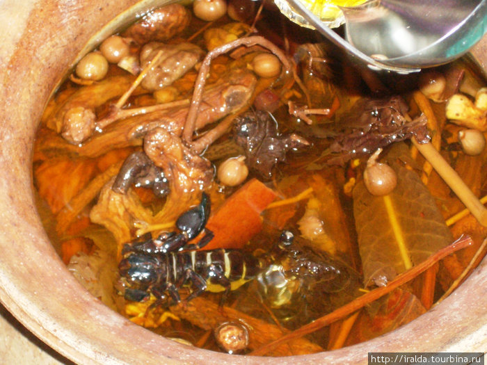 В лавке местного знахаря пьем настойку на скорпионах с ядом–бодрит. Тайцы пьют ее понемногу: 1-2 раза в неделю по 50-100 гр. Таиланд