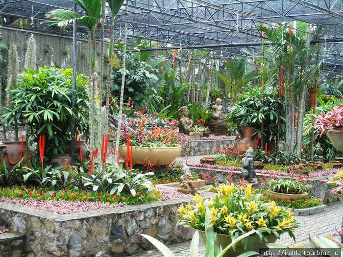 Парк орхидей Нонг Нуч. Таиланд