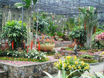 Парк орхидей Нонг Нуч.