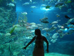 Bangkok.Океанариум вмещает более 4-х миллионов литров воды (3 Олимпийских бассейна) и предоставляет уникальную возможность воочию полюбоваться на обитателей морских глубин.