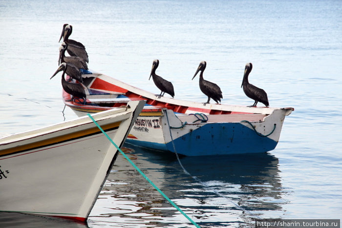 Живые пеликаны Пампатар, Венесуэла