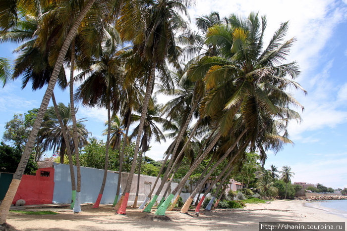 Пальмы на пляже Пампатар, Венесуэла