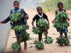 Это первая фотография, сделанная в Свазиленде. Дети на обочине танцуют, выпрашивая мелочь у водителей.