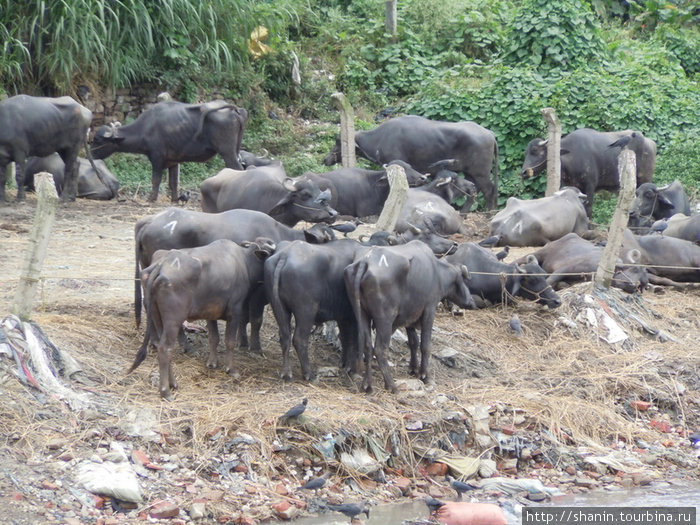 Буйволов держат прямо на берегу реки — в полном пренебрежении к европейским санитарным нормам. Катманду, Непал