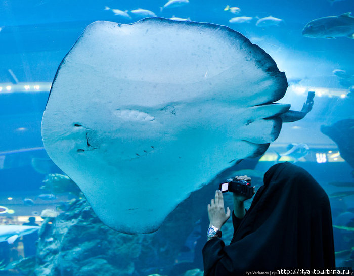 В торговом центре Дубай Молл есть большой аквариум с самым большим акриловым стеклом в мире. При желание можно поплавать среди скатов и акул с аквалангом. ОАЭ
