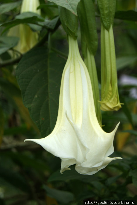 тропический цветок Острова Сесе, Уганда