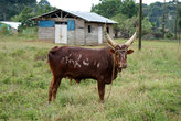 типичная африканская корова