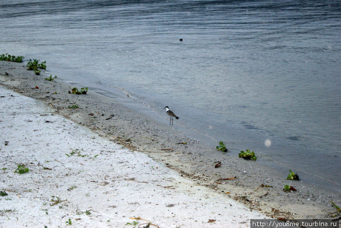 птицы у воды Острова Сесе, Уганда