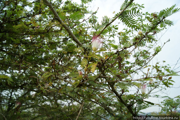 цветы на деревьях Острова Сесе, Уганда