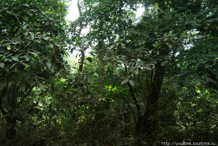 заросли леса Острова Сесе, Уганда