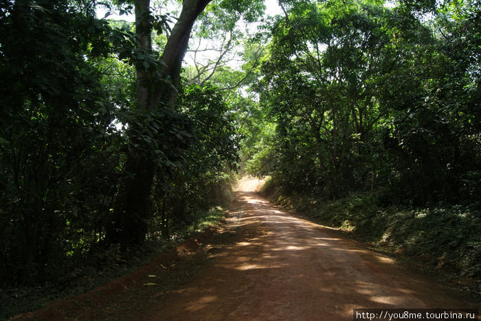 дорога через лес Острова Сесе, Уганда