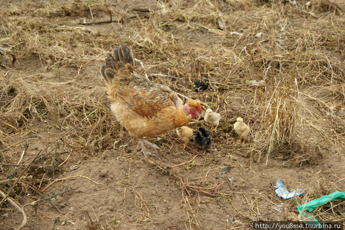 курица с цыплятами Острова Сесе, Уганда