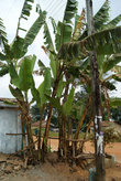 банановые деревья, здесь растут зеленые бананы, их только варят и жарят :)