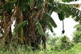 пальмы с созревшей гроздью зеленых бананов — из них делают гарнир вроде картошки