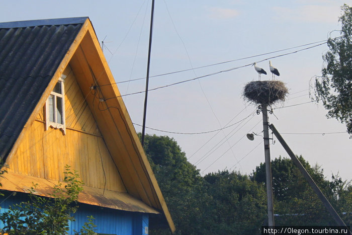 Аисты свели гнездо, в Белоруссии аистов много Березино, Беларусь