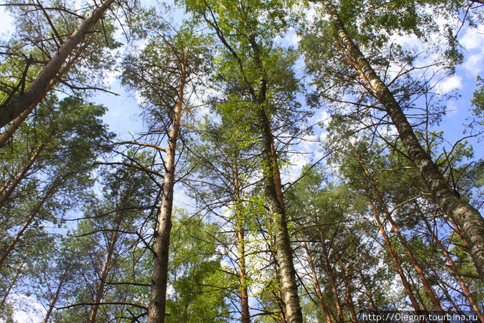 Хвойные деревья тянутся высоко к солнцу, летними днями спасая нас в своей тени Березино, Беларусь