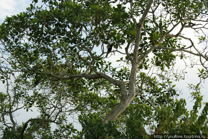 пестрые птицы на деревьях Острова Сесе, Уганда